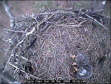 Blackwater eaglets