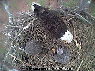 Blackwater eaglets