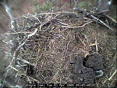 Blackwater eaglets