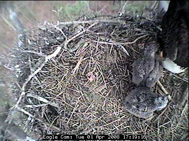 Blackwater eaglets