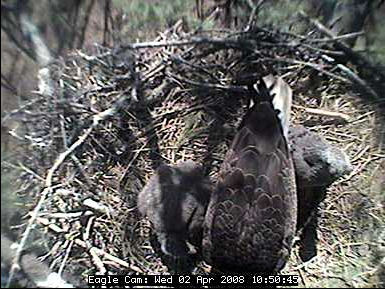 Blackwater eaglets
