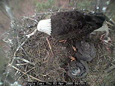 Blackwater eaglets