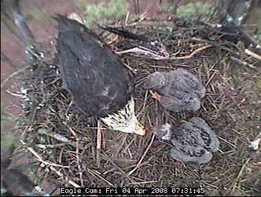 Blackwater eaglets