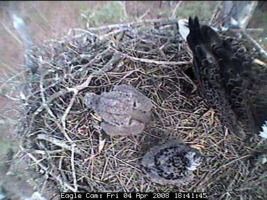 Blackwater eaglets