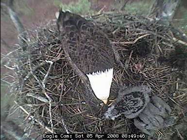 Blackwater eaglets