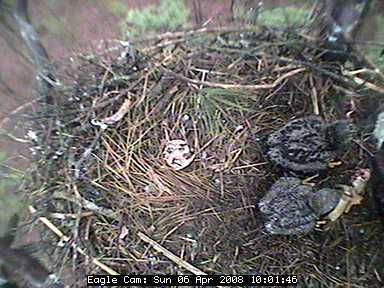 Blackwater eaglets