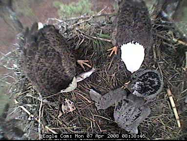 Blackwater eaglets