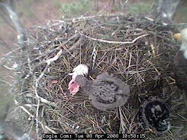 Blackwater eaglets
