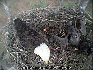 Blackwater eaglets