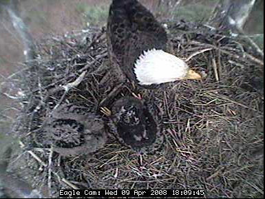Blackwater eaglets
