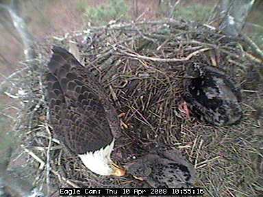 Blackwater eaglets