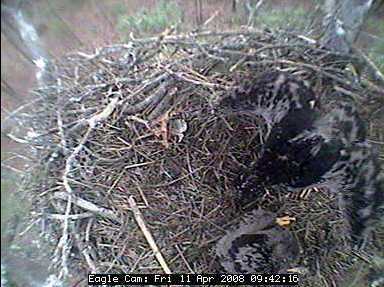Blackwater eaglets
