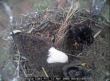 Blackwater eaglets