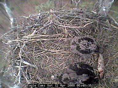 Blackwater eaglets