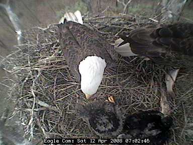 Blackwater eaglets
