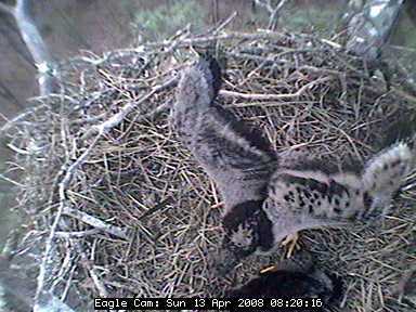 Blackwater eaglets