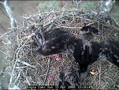Blackwater eaglets