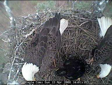 Blackwater eaglets