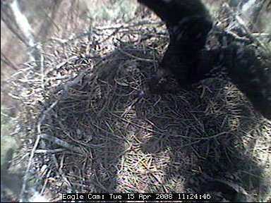 Blackwater eaglets