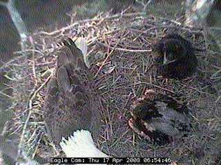 Blackwater eaglets