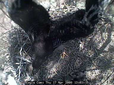 Blackwater eaglets