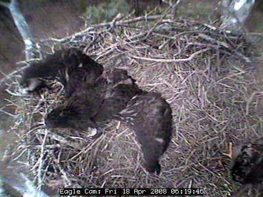 Blackwater eaglets