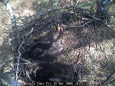 Blackwater eaglets