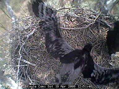 Blackwater eaglets