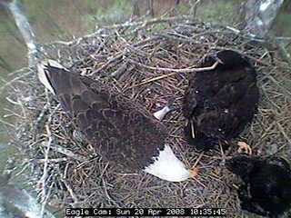Blackwater eaglets
