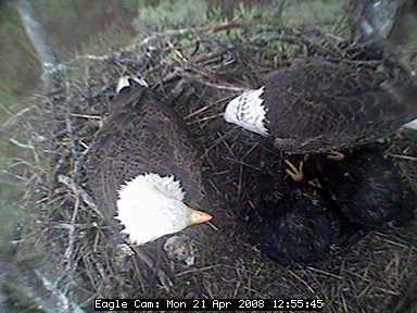 Blackwater eaglets