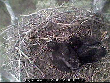 Blackwater eaglets
