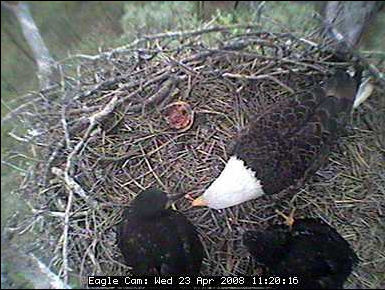 Blackwater eaglets