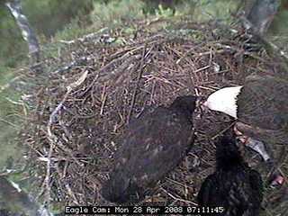 Blackwater eaglets