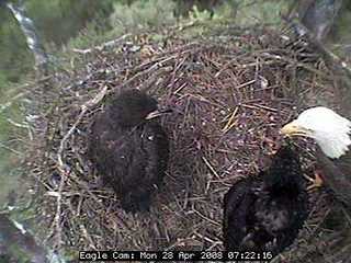 Blackwater eaglets