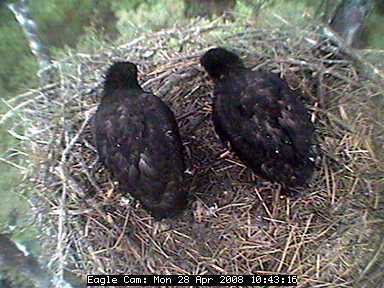 Blackwater eaglets
