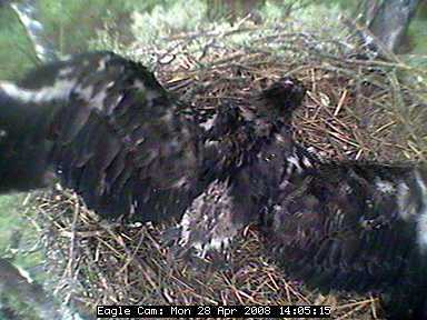 Blackwater eaglets