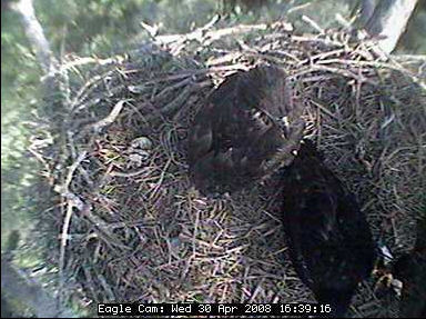 Blackwater eaglets