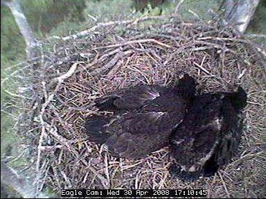 Blackwater eaglets