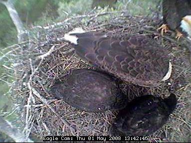 Blackwater eaglets