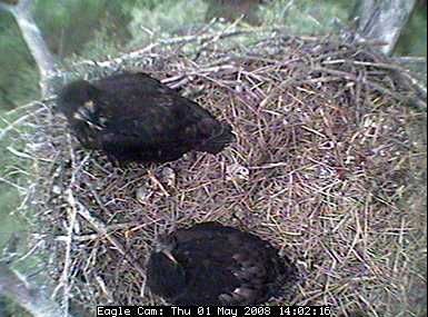 Blackwater eaglets