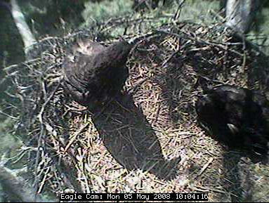 Blackwater eaglets