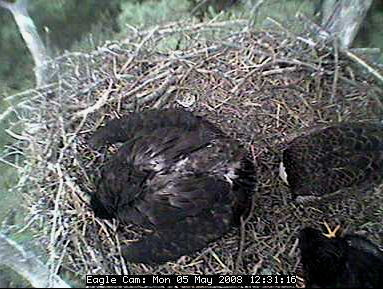Blackwater eaglets