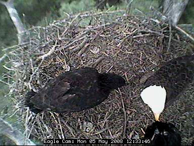 Blackwater eaglets