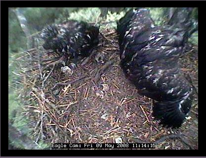 Blackwater eaglets