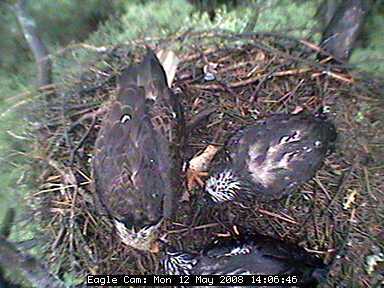 Blackwater eaglets