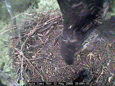 Blackwater eaglets