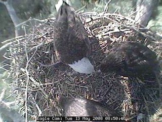 Blackwater eaglets