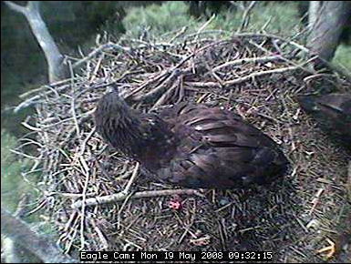 Blackwater eaglets