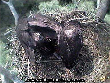 Blackwater eaglets