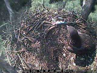 Blackwater eaglets
